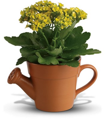 Yellow Kalanchoe Garden